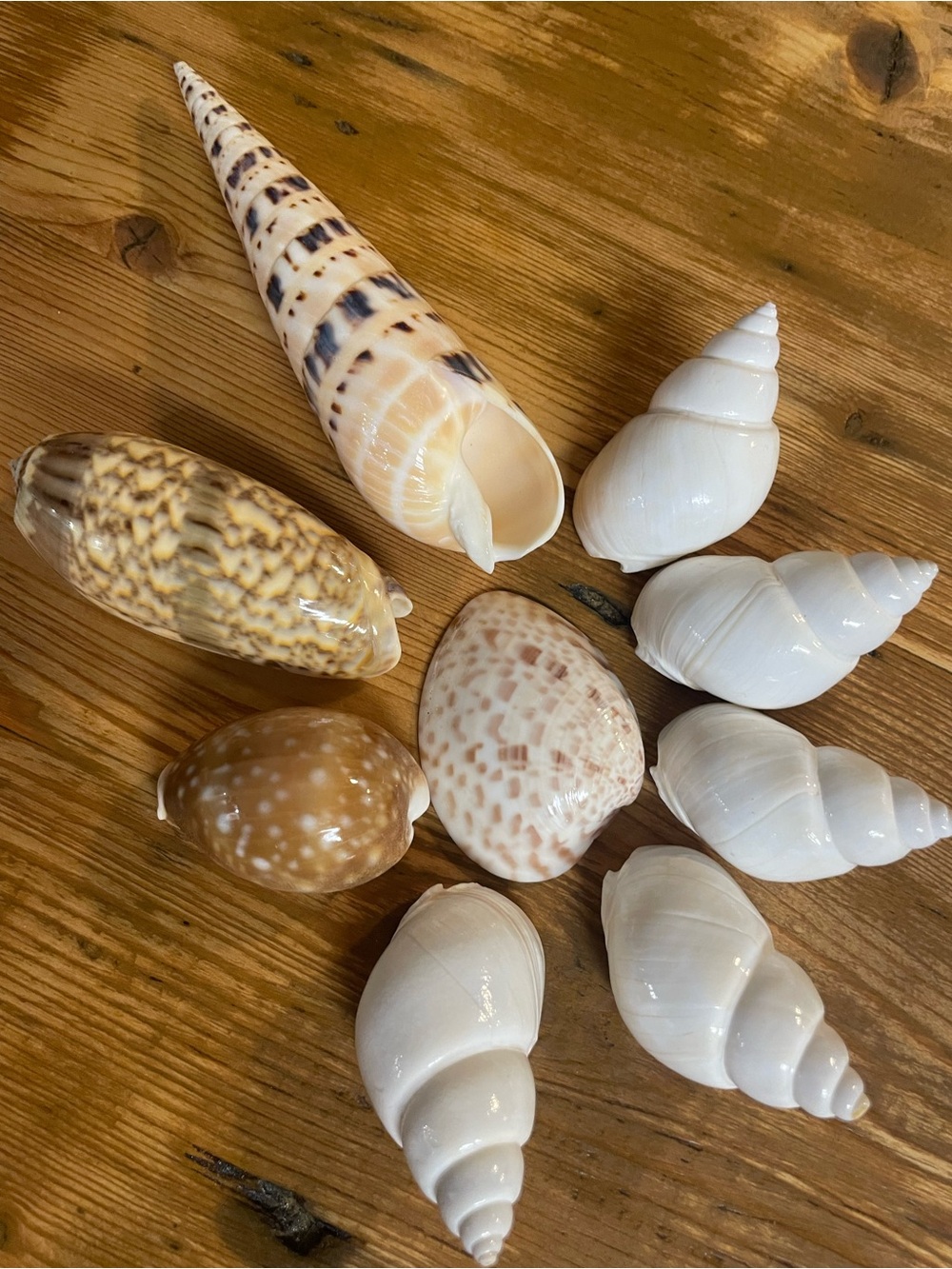 Nine piece pristine seashell collection